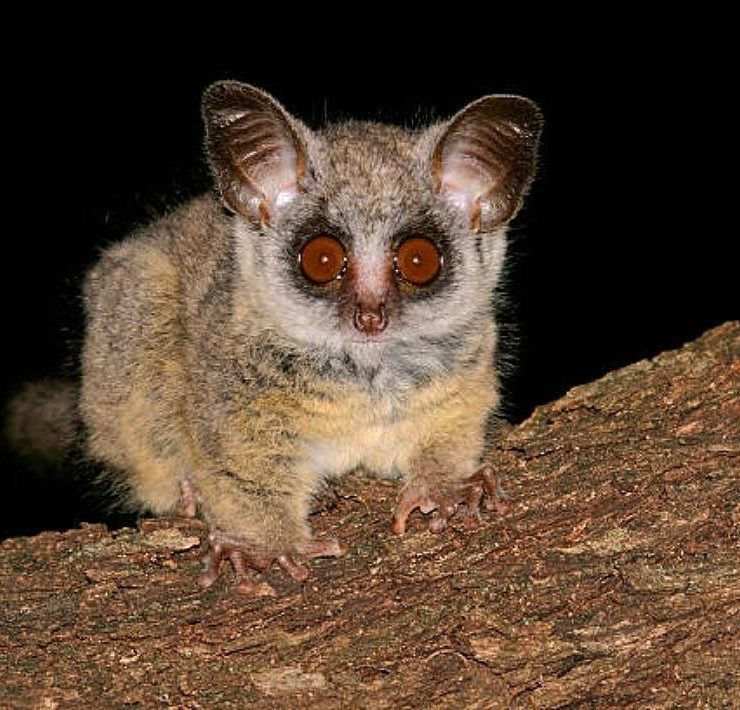 bush baby stories