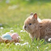 The Fascinating History Behind Our Beloved Easter Traditions