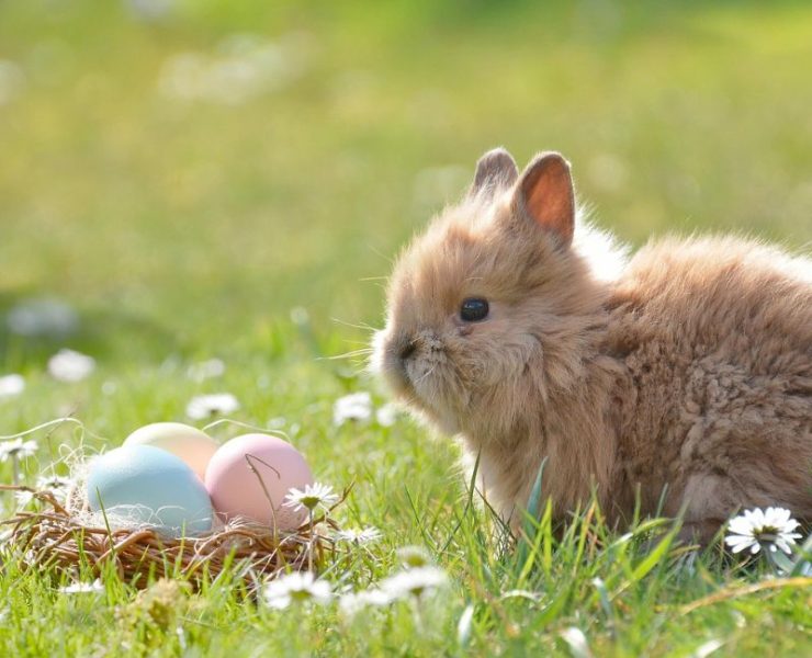 The Fascinating History Behind Our Beloved Easter Traditions